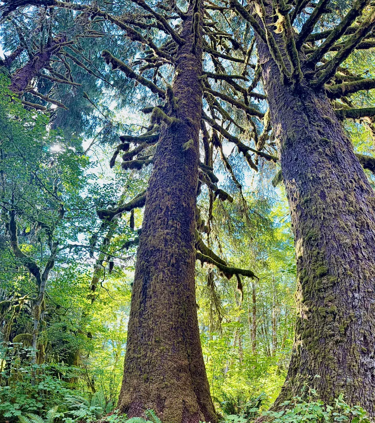 A tall forest tree