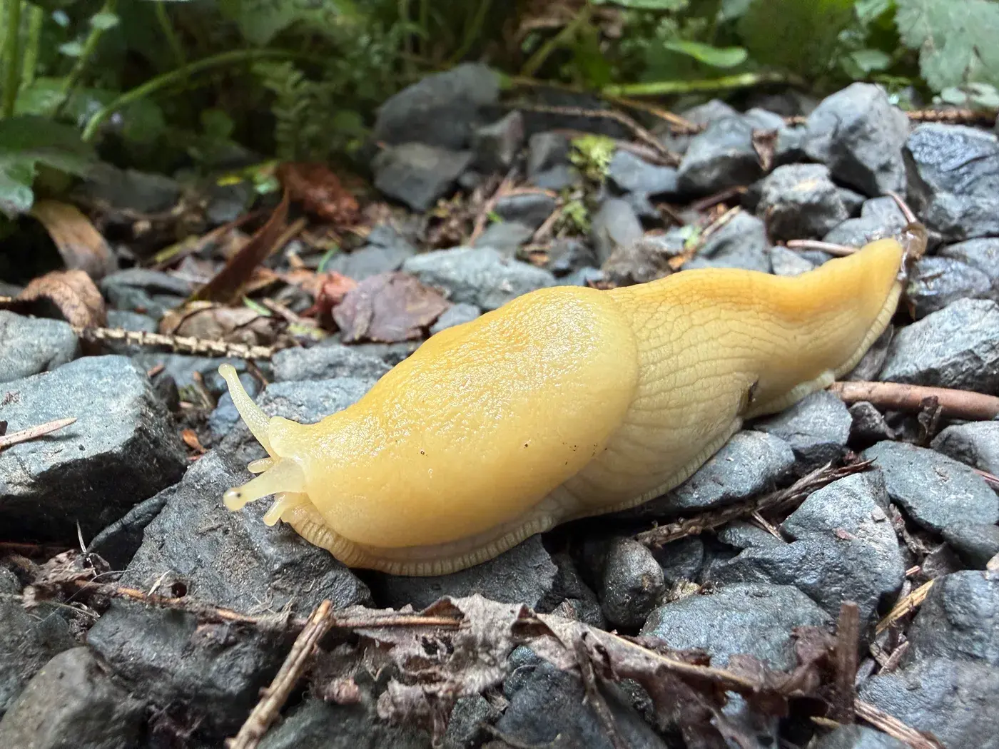 A yellow slug on the forest floor