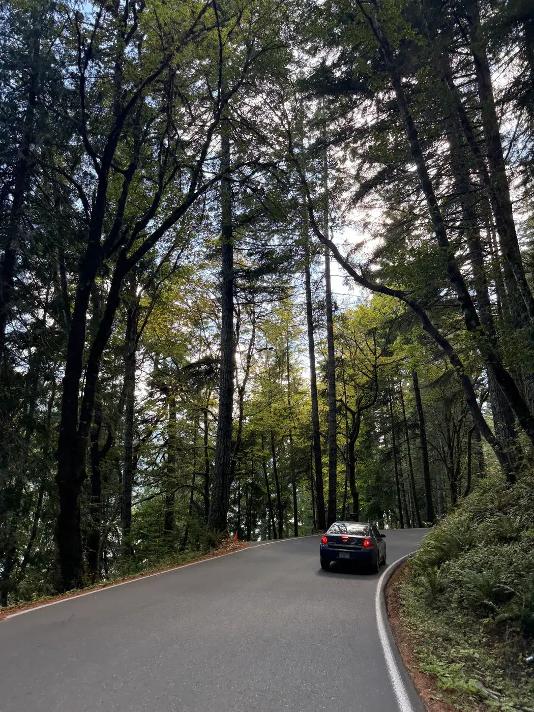 Road winding through the forest
