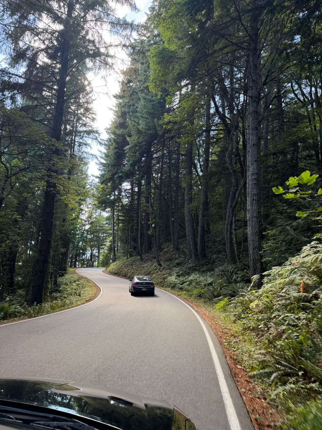 A drive beneath tall trees