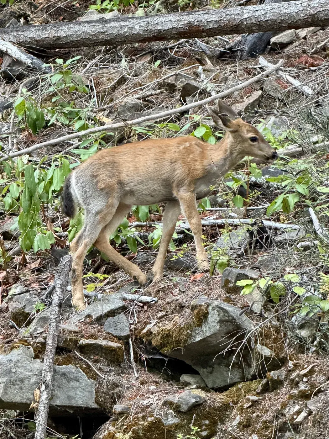 A deer in the forest