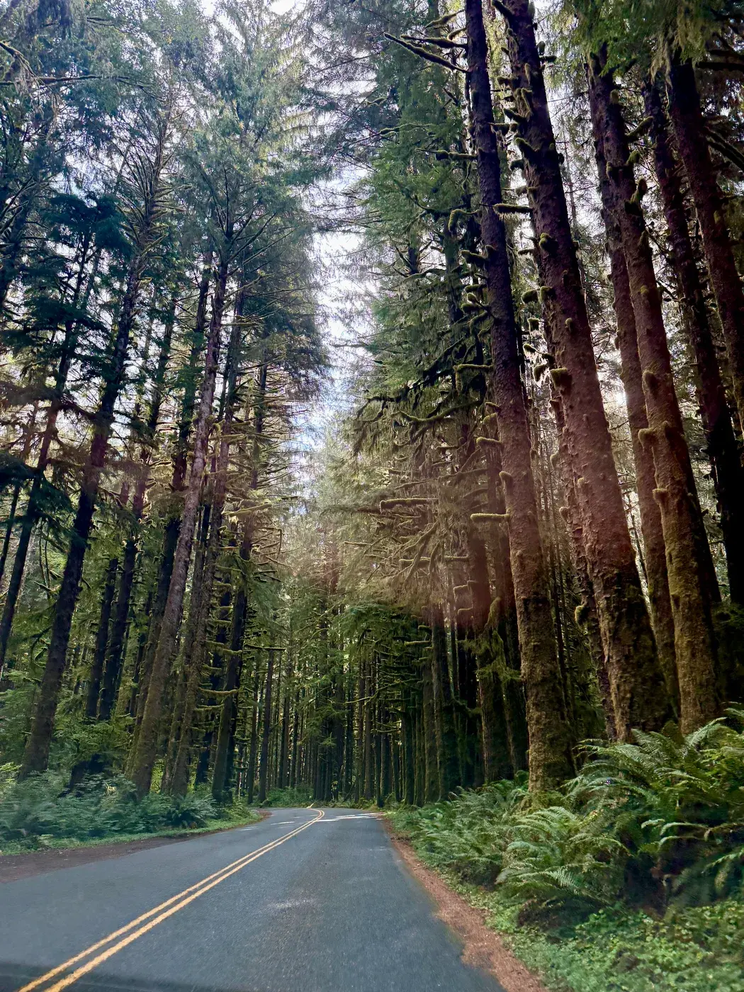 Sunlight through a roadside forest
